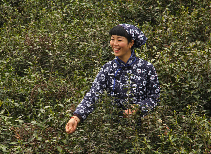 短剧牡丹
